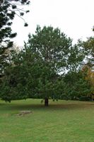 La quinta do Palheiro à Madère. Pin pleureur du Mexique, pinus patula, plante. Cliquer pour agrandir l'image.