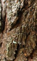La quinta do Palheiro à Madère. Pin pleureur du Mexique, pinus patula, écorce. Cliquer pour agrandir l'image.