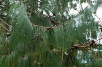 La quinta do Palheiro à Madère. Pin pleureur du Mexique, pinus patula, feuillage. Cliquer pour agrandir l'image.