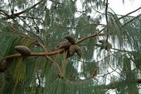 La quinta do Palheiro à Madère. Pin pleureur du Mexique, pinus patula, cones. Cliquer pour agrandir l'image.