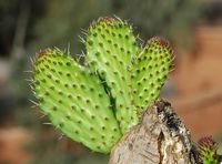 La flore et la faune du Maroc. Figuier de Barbarie. Cliquer pour agrandir l'image dans Adobe Stock (nouvel onglet).