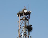 Le quartier de la Médina à Marrakech au Maroc. Nids de cigognes sur une antenne près de la Koutoubia. Cliquer pour agrandir l'image dans Adobe Stock (nouvel onglet).