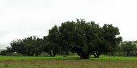 La flore et la faune du Maroc. Plantes, arganier, Essaouira. Cliquer pour agrandir l'image.