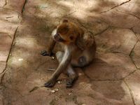 La flore et la faune du Maroc. Macaque berbère, macaca sylvanus, Ouzoud. Cliquer pour agrandir l'image.