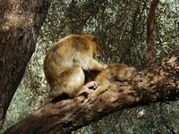 La flore et la faune du Maroc. Macaque berbère, macaca sylvanus, Ouzoud. Cliquer pour agrandir l'image.