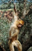 La flore et la faune du Maroc. Macaque berbère, macaca sylvanus, Ouzoud. Cliquer pour agrandir l'image.