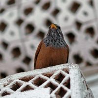 La flore et la faune du Maroc. Moineau espagnol, passer hispaniolensis, Marrakech. Cliquer pour agrandir l'image.