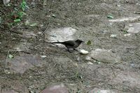 La flore et la faune du Maroc. Bulbul des jardins, pycnonotus barbatus, Tikida Garden, Marrakech. Cliquer pour agrandir l'image.