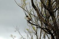 La flore et la faune du Maroc. Bulbul des jardins, pycnonotus barbatus, Tikida Garden, Marrakech. Cliquer pour agrandir l'image.