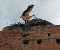 La flore et la faune du Maroc. Cigognes blanches, ciconia ciconia, palais el badia, Marrakech. Cliquer pour agrandir l'image.