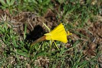 La flore et la faune du Maroc. Narcisse trompette ou Trompette de méduse (Narcissus bulbocodium). Cliquer pour agrandir l'image.