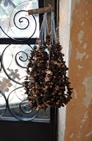 La flore et la faune du Maroc. Morilles communes séchées. Cliquer pour agrandir l'image.