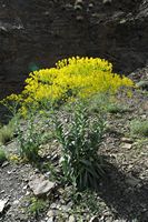 La flore et la faune du Maroc. Fleurs jaunes près d'Aït Mannsour. Cliquer pour agrandir l'image.