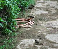 L'hôtel Tikida Garden à Marrakech au Maroc. Bulbul des jardins, pycnonotus barbatus. Cliquer pour agrandir l'image.