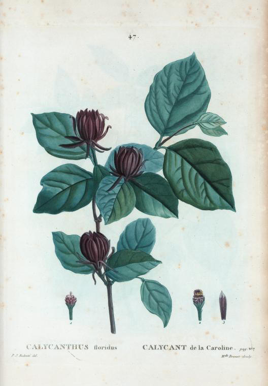 Calycanthus floridus (calycant de la caroline)
