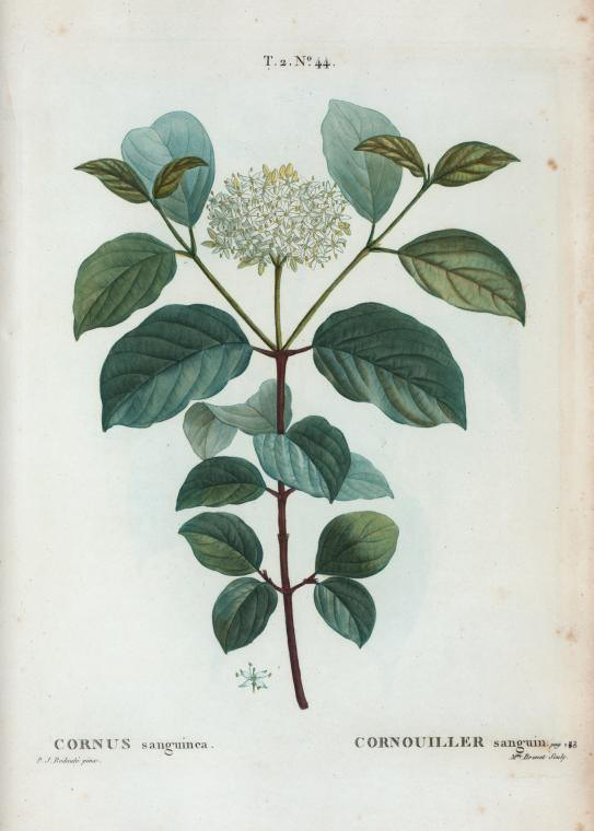 Cornus sanguinea (cornouiller sanguin)