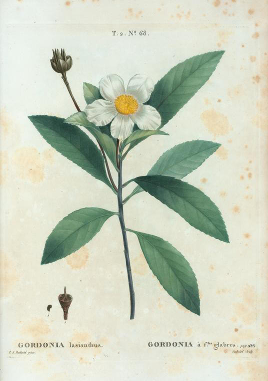goesonia lasianthus (gordonia à feuilles glabres)