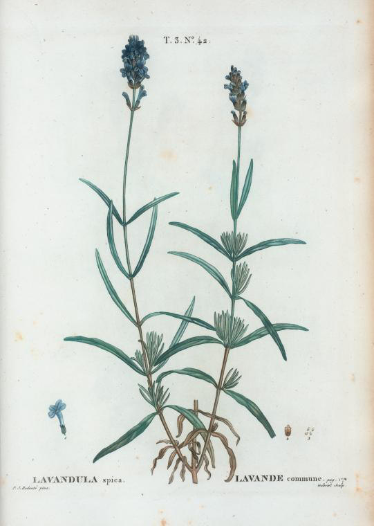 lavandula spica (lavande commune)