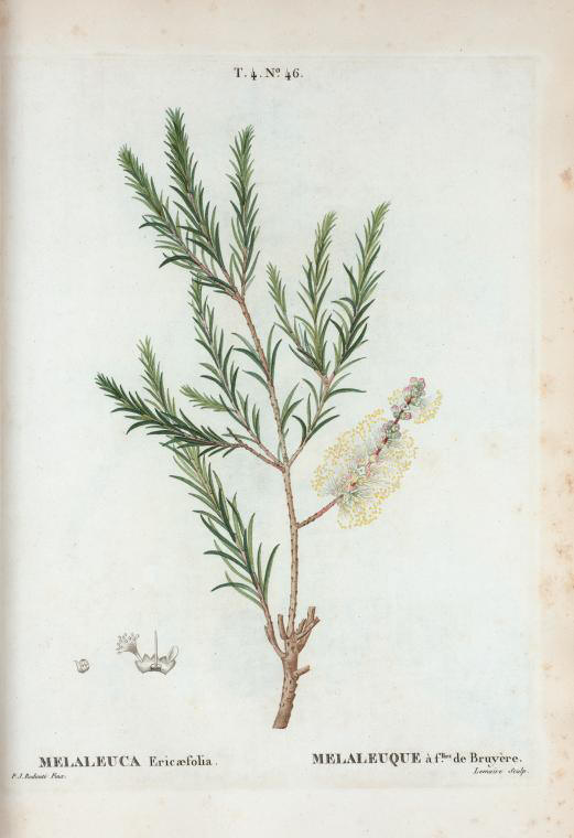 melaleuca ericaefolia (mélaleuque à feuilles de bruyère)