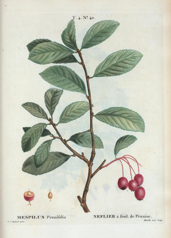 mespilus prunifolia (néflier à feuilles de prunier)