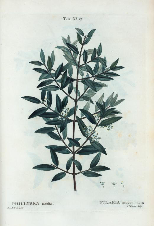phillyrea media (filaria moyen)
