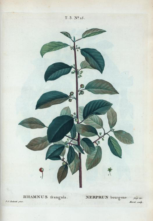 rhamnus frangula (nerprun bourgène)