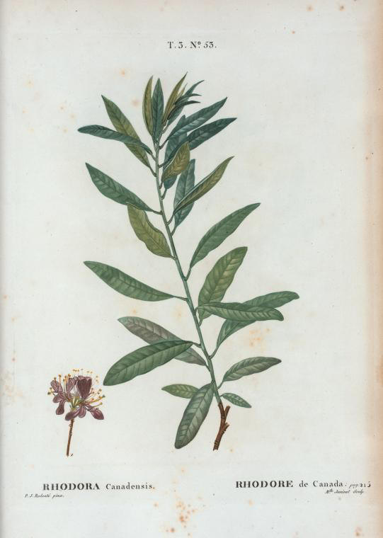 rhodora canadensis (rhodore de canada)