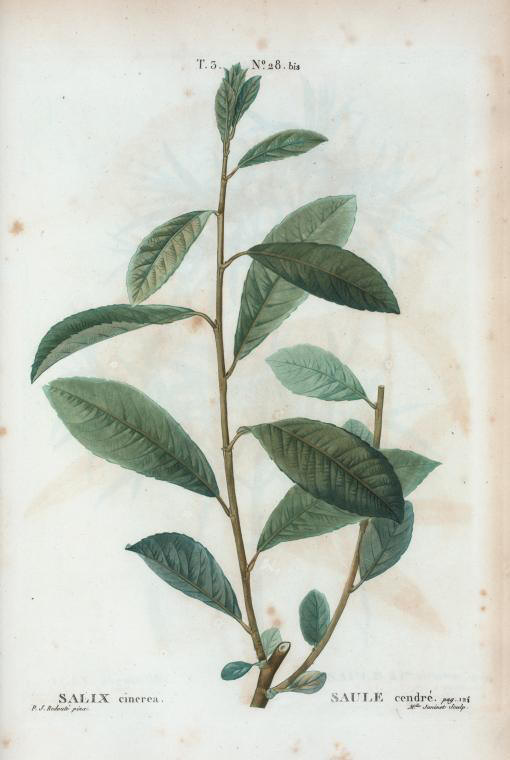 salix cinerea (saule cendre)