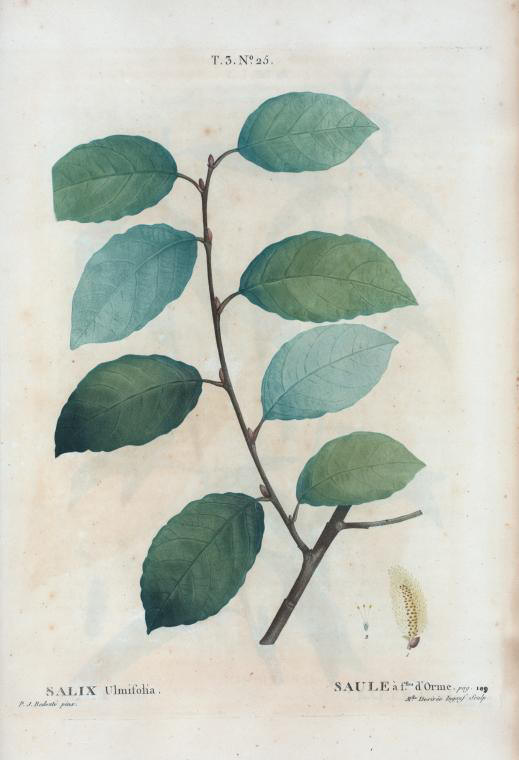 salix ulmifolia (saule à feuilles d'orme)