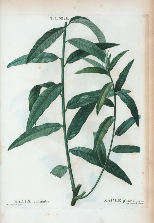 salix viminalis (saule pliant)