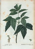 Érable à feuilles de frêne (Acer negundo). Cliquer pour agrandir l'image.