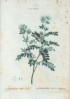 Anthyllide Barbe de Jupiter (Anthyllis barba-jovis). Cliquer pour agrandir l'image.