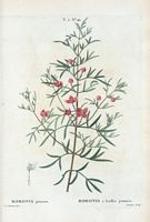 Boronia à feuilles pennées (Boronia pinnata). Cliquer pour agrandir l'image.