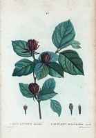 Calycant de la Caroline (Calycanthus floridus). Cliquer pour agrandir l'image.