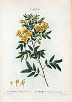 Casse à fleurs en corymbe (Cassia corymbosa). Cliquer pour agrandir l'image.