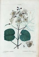 Catalpa à feuilles en cœur (Catalpa cordifolia). Cliquer pour agrandir l'image.