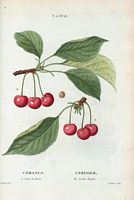 Cerisier. A. Cerise de Prusse. B. Griotte royale (Cerasus). Cliquer pour agrandir l'image.