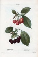 Cerisier. A. Guigne précoce. B. Guigne noire (Cerasus). Cliquer pour agrandir l'image.