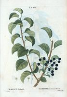 Cerisier de Sainte Lucie (Cerasus mahaleb). Cliquer pour agrandir l'image.