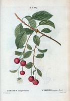 Cerisier toujours fleuri (Cerasus semperflorens). Cliquer pour agrandir l'image.