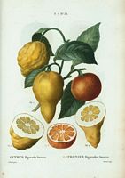 Citronnier bigaradier bizarre (Citrus bigaradia bizarro). Cliquer pour agrandir l'image.