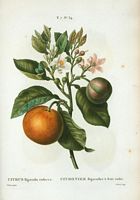 Citronnier bigaradier à fruit violet (Citrus bigaradia violacea). Cliquer pour agrandir l'image.