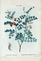 Baguenaudier d'Orient (Colutea orientalis). Cliquer pour agrandir l'image.