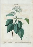 Cornouiller à feuilles alternes (Cornus afternifolia). Cliquer pour agrandir l'image.