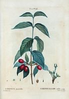 Cornouiller mâle (Cornus mascula). Cliquer pour agrandir l'image.