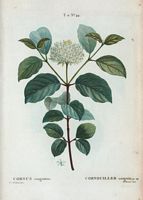 Cornouiller sanguin (Cornus sanguinea). Cliquer pour agrandir l'image.
