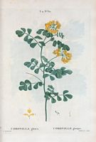 Coronille glauque (Coronilla glauca). Cliquer pour agrandir l'image.