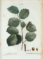Coudrier noisetier (Corylus avellana). Cliquer pour agrandir l'image.