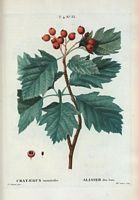 Alisier des bois (Cratægus torminalis). Cliquer pour agrandir l'image.