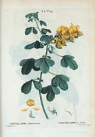 Crotalaire en arbre (Crotalaria arborescens). Cliquer pour agrandir l'image.